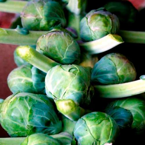 BRUSSEL SPROUTS - LONG ISLAND - 50 SEEDS