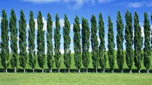TREES - POPLAR - 10 SEEDS
