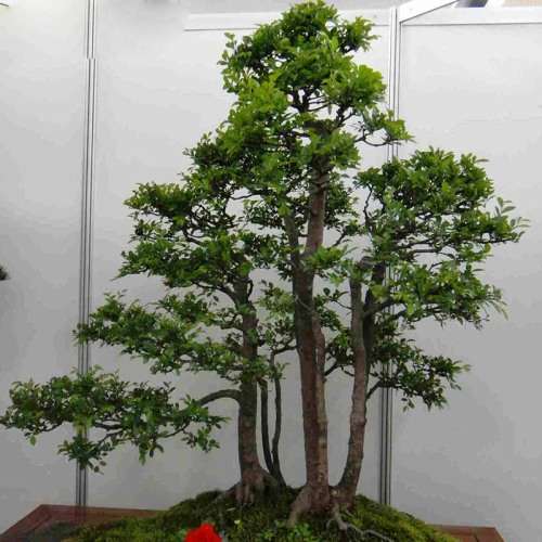 SEEDS FOR BONSAI - POPLAR - 5 SEEDS