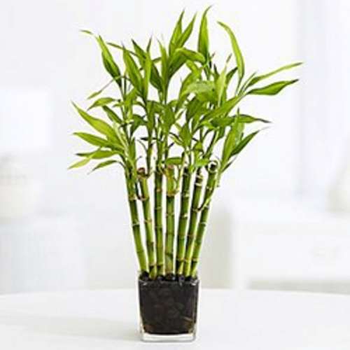 BAMBOO PALM (Lucky Bamboo)  SEEDS