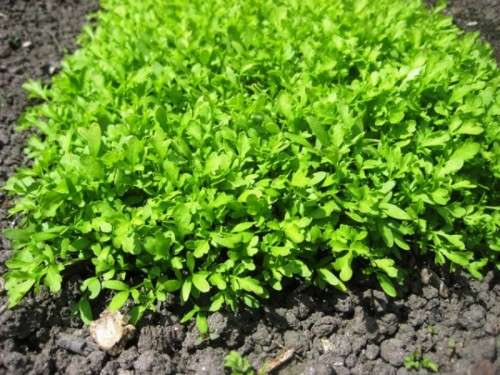 GREENS & HERBS - GARDEN CRESS  (10 SEEDS)