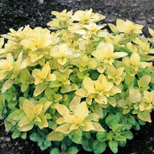 HERBS - GOLDEN OREGANO  (10 SEEDS)