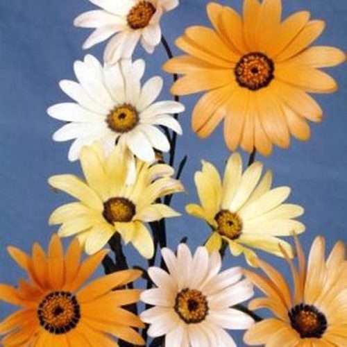 AFRICAN DAISY FLOWER SEEDS (10 seeds)