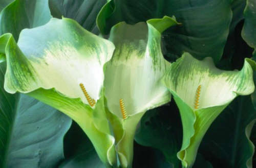 FLOWERS - ARUM LILY - GREEN ARUM ( GREEN GODDESS) 8 SEEDS