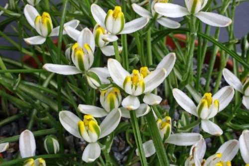 FLOWERS - ALBUCA HUMILIS - 10 SEEDS