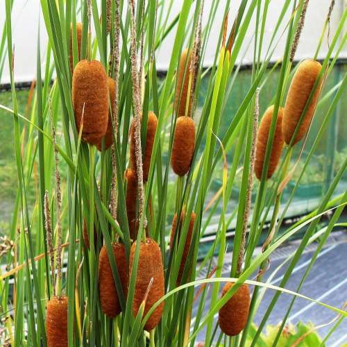 BULLRUSH SEEDS - 10 SEEDS