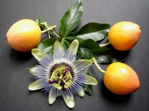 YELLOW SUNSHINE PASSION FRUIT SEEDS - 10 seeds