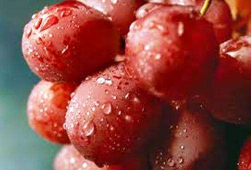 RED GRAPE SEEDS - 10 seeds