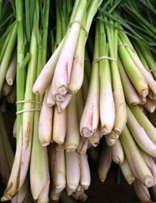 CYMBOPOGON - LEMON GRASS SEEDS (10 SEEDS)