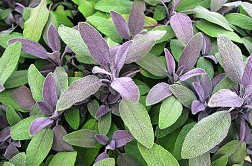 HERBS  - SAGE  (10 SEEDS)