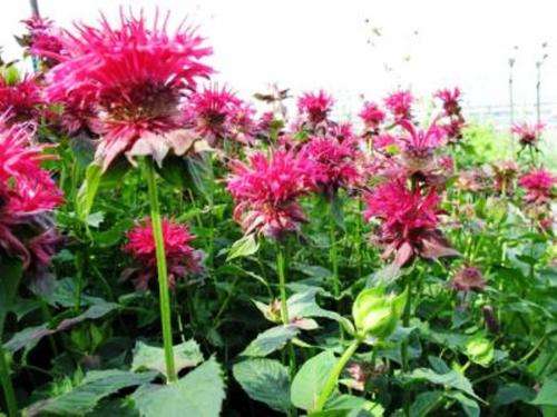BERGAMOT  /  BEE-BALM  (10 SEEDS)