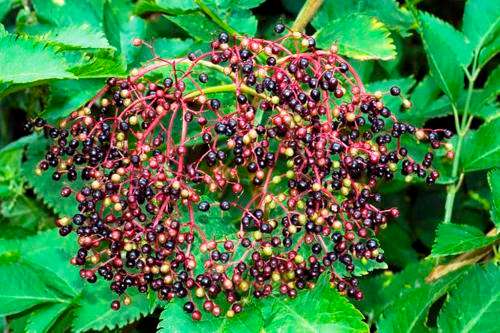 ELDER - SAMBUCUS NIGRA  (10 SEEDS)