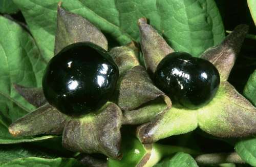 BELLADONNA  (10 SEEDS)