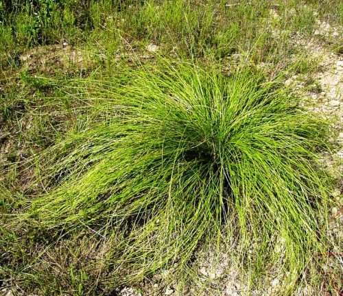 DEVIL'S SHOESTRING   (10 SEEDS)