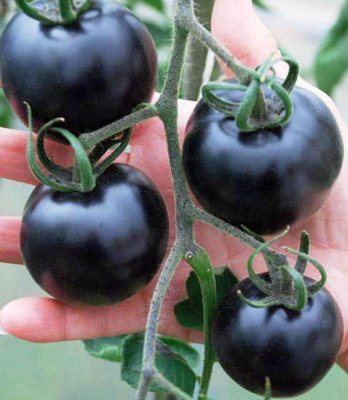 TOMATO VARIETIES - BLACK TOMATO "INDIGO ROSE"  10 SEEDS
