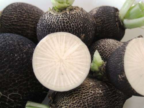 RADISH - SPANISH BLACK  - 10 SEEDS