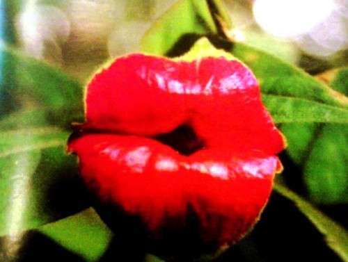 EXOTIC - HOOKER'S LIPS FLOWER -PSYCHOTRIA ELATA - 10 SEEDS
