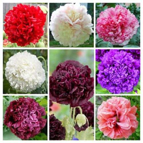 FLOWERS -  PEONE POPPY mixed coulours  - (Papaver Paeniflorum) - 10 seeds