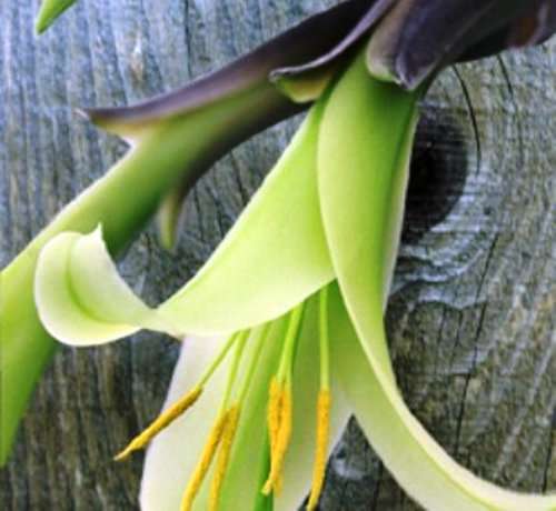 FLOWERS - PUYA MIRABILIS  - 10 SEEDS (Exotic Bromeliad)