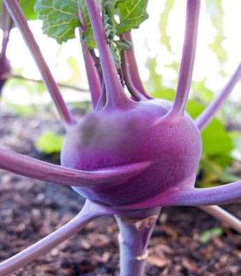 EXOTIC HEIRLOOM VEGETABLE - KOHLRABI - PURPLE  - 10 SEEDS