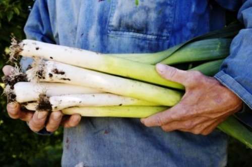 VEGETABLE SEEDS - GIANT LEEK CARENTAN  -  30 SEEDS