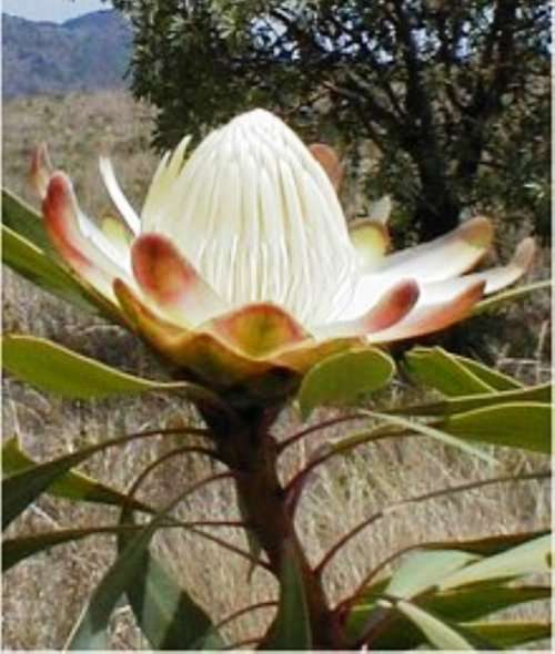 FLOWERS - EXOTIC -  Sickle-leaf Sugarbush - Protea petiolaris (10 Seeds)