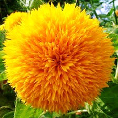 FLOWERS - EXOTIC -  TEDDY BEAR SUNFLOWER (10 Seeds)