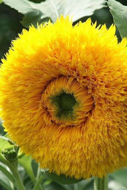 FLOWERS - EXOTIC -  TEDDY BEAR SUNFLOWER (10 Seeds)