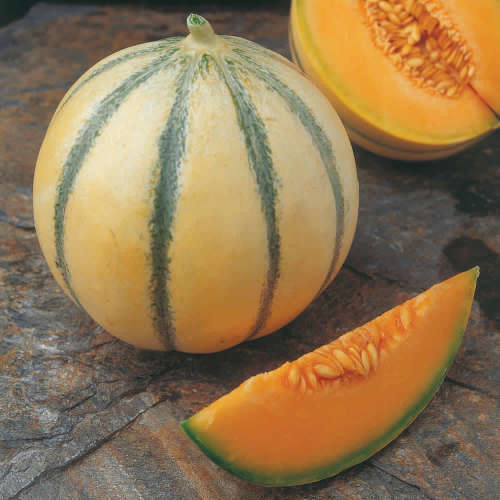 "ALVARO" MELON SEEDS - 10 seeds