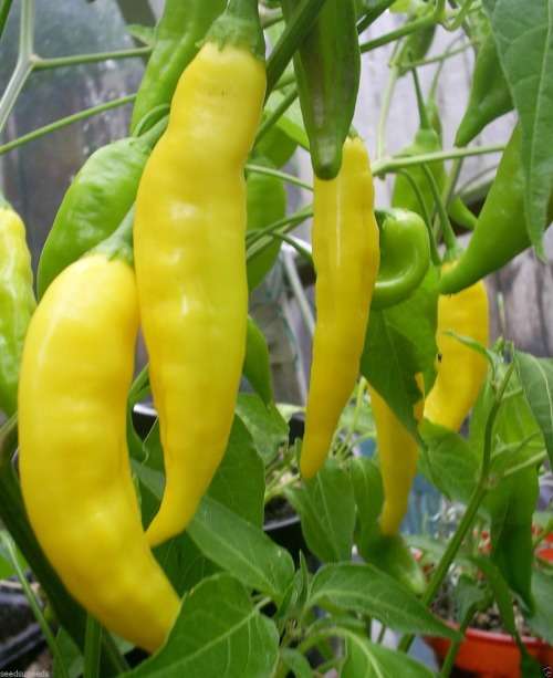 CHILLIES - PERUVIAN LEMON DROP  (10 Seeds)