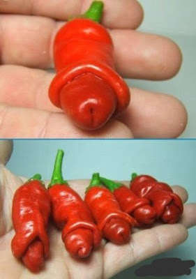 CHILLIES - RED NAUGHTY PETER PEPPER - CHILLY WILLY  Chilli Seeds (10)