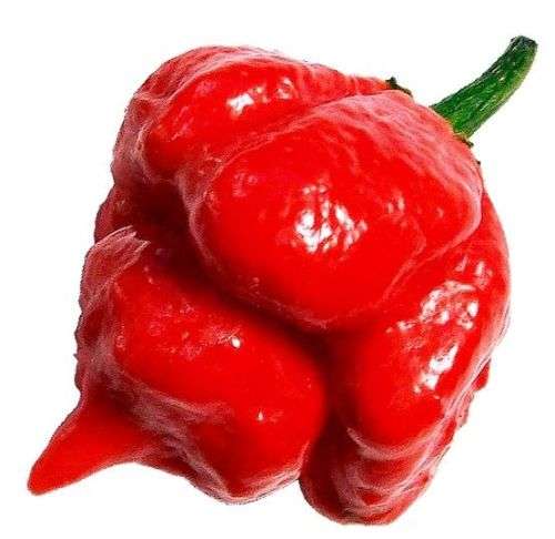 WORLD'S HOTTEST CHILLIES - TRINIDAD MORUGA SCORPION RED - 10 SEEDS