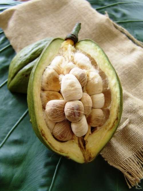 SABA NUT / Guiana Chestnut / Money tree Seeds  - 10 seeds
