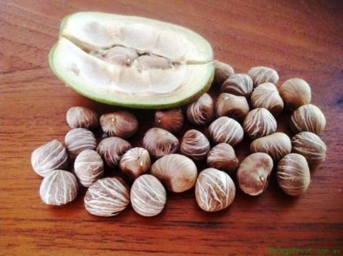 SABA NUT / Guiana Chestnut / Money tree Seeds  - 10 seeds