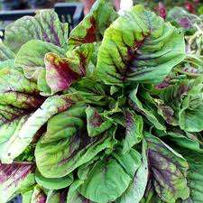 MOROGO SEEDS ( AFRICAN SPINACH)