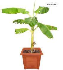 HEIRLOOM FRUIT SEEDS - BANANA TREE SEED PACK