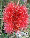 TREES - RED BOTTLEBRUSH SEEDS (20)