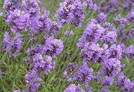 AROMATHERAPY - LAVENDER FLOWER - 20 SEEDS