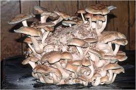 MUSHROOMS - SHIITAKE MUSHROOM GROWING KIT