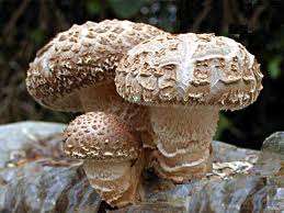 MUSHROOMS - SHIITAKE MUSHROOM SPORES