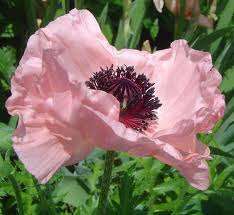 PINK POPPY SEEDS