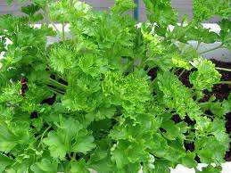 HERBS - PARSLEY SEED PACK