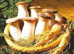 MUSHROOMS - KING OYSTER  MUSHROOM SPORES