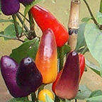 CHILLIES - AURORA CHILLI SEED PACK