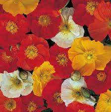POPPIES - ICELAND POPPIES FLOWER SEEDS