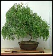 SEEDS FOR BONSAI - WEEPING WILLOW SEED PACK