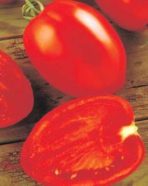 TOMATO VARIETIES - Valentine Tomato  Heart Shaped!