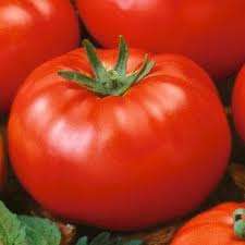 TOMATO VARIETIES - CRISTA TOMATO SEEDS - 20 SEEDS
