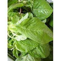 HEIRLOOM VEGETABLE SEEDS - MOROGO SEEDS ( AFRICAN SPINACH)