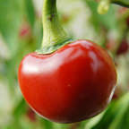 CHILLIES - RODEO SWEET CHILLI SEEDS (10 SEEDS)